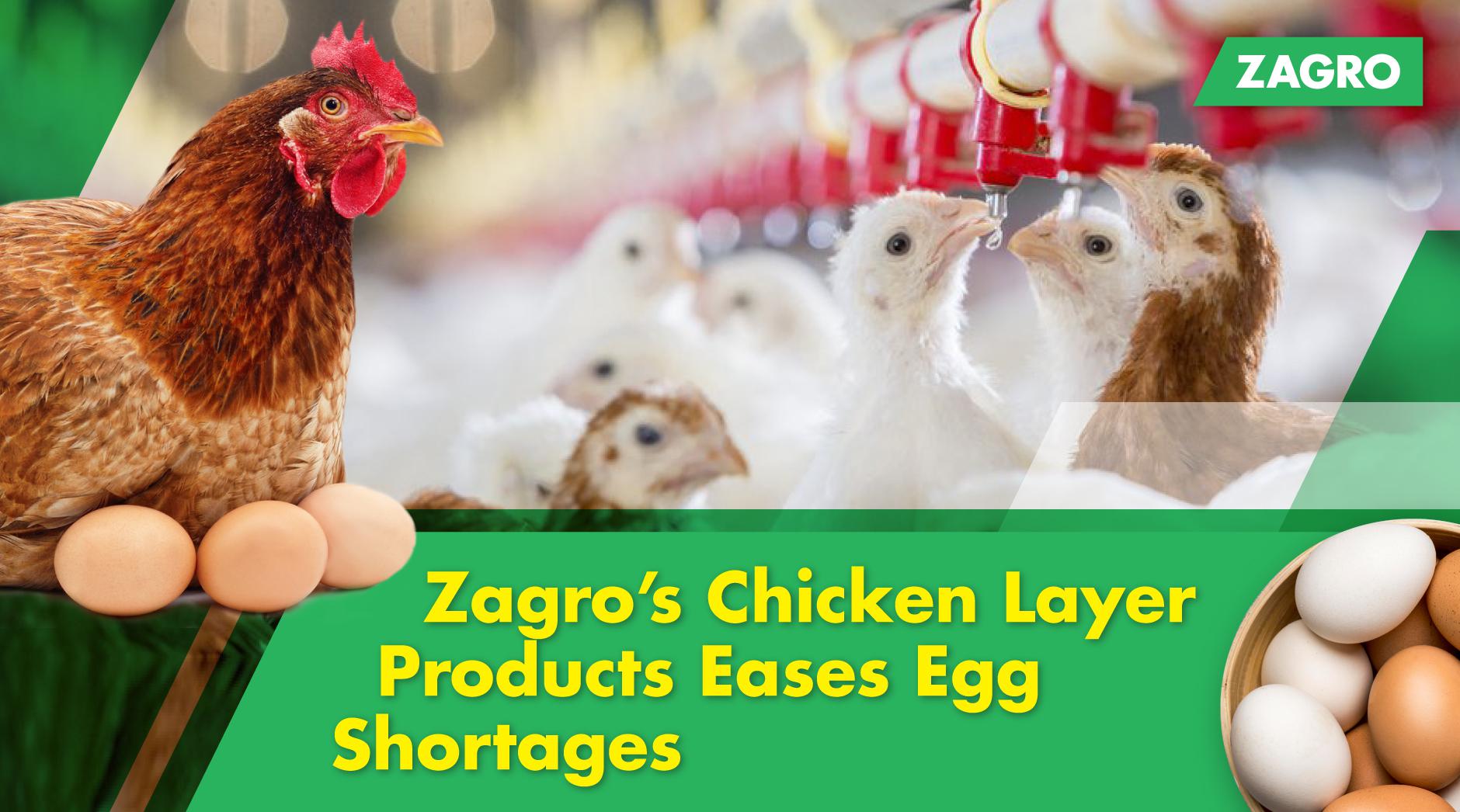 Zagro Chicken Layer